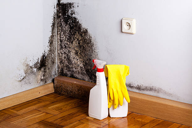 Best Mold Odor Removal Services  in Brigham City, UT